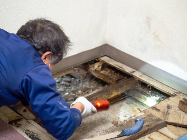 Best Basement Mold Remediation in Itta Bena, MS