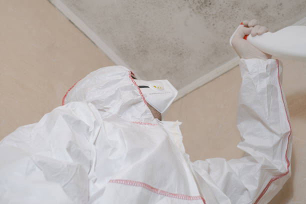 Best Insurance-Related Mold Remediation in Itta Bena, MS