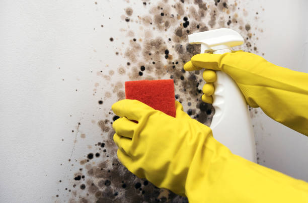 Best Kitchen Mold Remediation in Itta Bena, MS