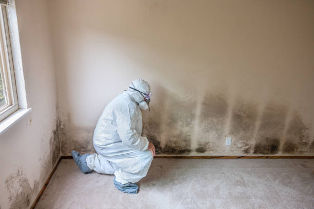 Best Mold Testing and Inspection Services in Itta Bena, MS