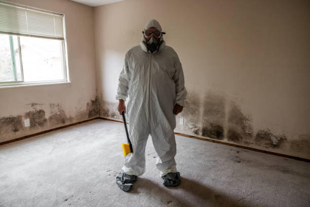 Best Post-Flood Mold Remediation in Itta Bena, MS