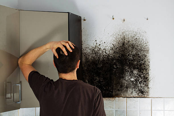 Best Preventive Mold Services in Itta Bena, MS